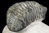 Drotops Trilobite With White Patina - Great Eyes! #153962-3